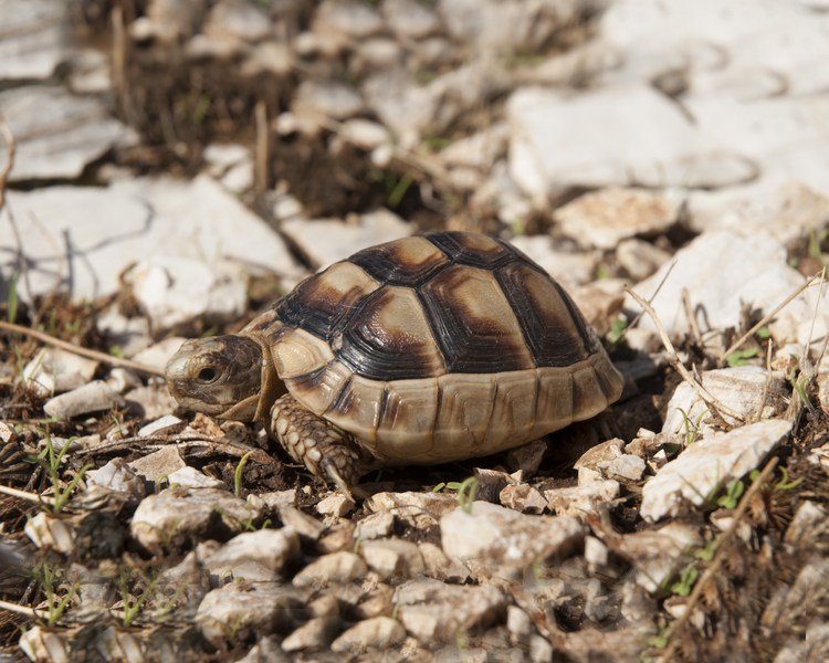 Marginated Tortoise - Juvenile